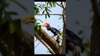 Rufous headed hornbill wildlifenature animalskingdom hornbillbird shorts [upl. by Gierc]