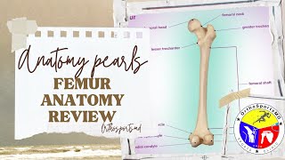 Femur anatomy review [upl. by Ellerrehs698]