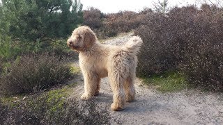 Boef our Australian Labradoodle 17 months [upl. by Acira696]