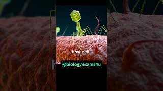 Bacteriophage 3D Animation Structure of Bacteriophage How Bacteriophage infect Bacteria [upl. by Laurinda836]