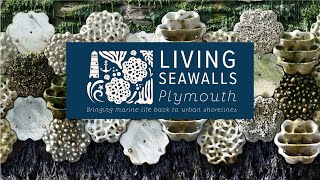 Living Seawalls in Plymouth [upl. by Annaej]