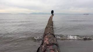 Funny Schipperke dog falls off a log [upl. by Ahidam322]