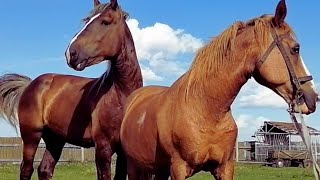 Stallion cares for gypsy mare । Видео о лошадях [upl. by Burkhardt]