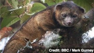 Researchers Discover New Mammal Species [upl. by Claudine]