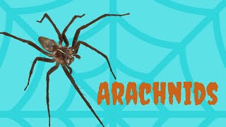 What is an Arachnid  Hint Think Spider [upl. by Swihart]