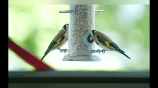 European Goldfinches at feeder on balcony  Stieglitze an Futterspender auf Balkon [upl. by Anma]