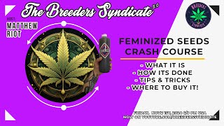 Feminized  Fem Seed Super Fast Rundown  Tips and Tricks with some Q and A from Discord [upl. by Beale385]