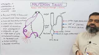 Malpighian Tubules UrduHindi Medium profmasoodfuzailexcretionininsects excretionincockroach [upl. by Collin187]