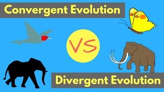 Convergent Evolution vs Divergent Evolution  Shared Traits Explained [upl. by Aynor]