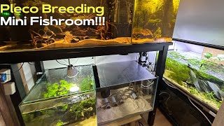 Pleco Breeding Mini Fishroom Project [upl. by Leboff]