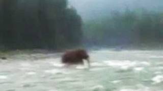 The Super Amazing Project  REAL LIFE MAMMOTH FOOTAGE OMG [upl. by Kataway392]