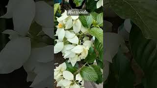 mussaenda floweringplant gardening shortvideo [upl. by Jedediah]