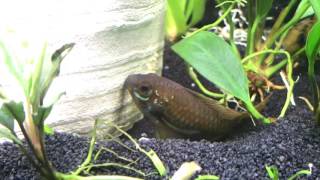 Apistogramma MacMasteri Breeding [upl. by Ydaj]