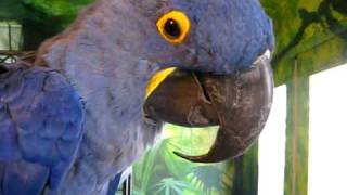 Tara Talk  Hyacinth Macaw Chitchat [upl. by Wershba]