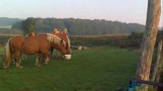 Pierre BALLOT éleveur de chevaux comtois à MARNAY 70FRANCE [upl. by Akimad993]