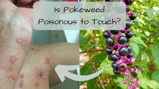 Unveiling the Truth Is Pokeweed Poisonous to Touch plants toxicplants safety houseplants [upl. by Pascal913]