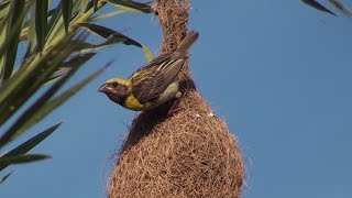 Baya weaver  The king of nest building birds [upl. by Adnorahc]