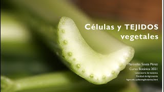 Introducción al Cultivo de Tejidos Vegetal [upl. by Hansiain]