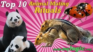 Top 10 Crazy Animal Mating Rituals [upl. by Derrik]