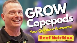 How to Culture Copepods Easy Your Questions Answered by an Expert [upl. by Coppins]