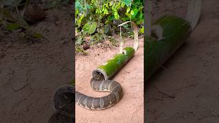 Amazing Snake Trap Make Using Bamboo shortvideo wildlife snake animals shortvideo [upl. by Trygve705]