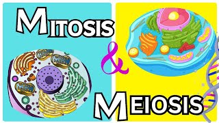 Mitosis vs Meiosis From grade 9th to 12th [upl. by Etterual]