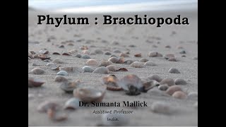 Brachiopoda Morphology [upl. by Amaerd]