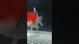 oranda red cap gold fish [upl. by Iruyas]