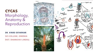 Cycas Morphology Anatomy amp Reproduction by Dr V D Devarkar [upl. by Nylzor20]