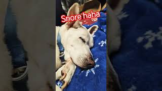 Snore puppypetlovers highfive youtubecreators [upl. by Kral]