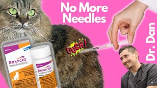 New Treat Cat Diabetes with a Pill No more insulin needles with Bexacat [upl. by Shaw714]