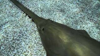 The Green Sawfish Pristis zijsron [upl. by Enined]