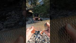 River Drava  Fishing with shimano nasci rod  reel combo [upl. by Isadora768]