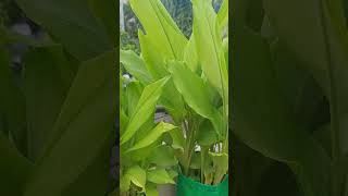 Turmeric plantation in grow bag Aromatic haldi leaves shorts ytshorts [upl. by Noremmac]