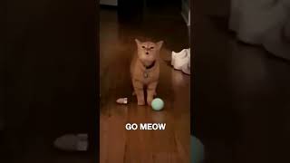 I Go Meow xD Subscribe❤️ [upl. by Chill596]