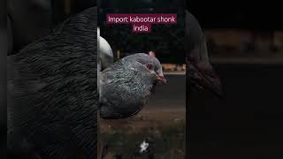 Sileti kamangar kabootar pigeon shorts viralshorts youtubeshorts subscribers [upl. by Wincer]