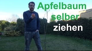 Apfelbaum selber ziehen Apfel aus Samen vermehren Apfelkern zum Keimen bringen [upl. by Sirtemed742]