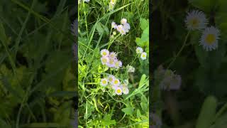 Philadelphia fleabane a pretty wild flower 🌸 [upl. by Allegra]