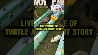 Live example of Turtle and rabbit race story shorts [upl. by Nidla]