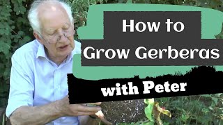 How to Grow Gerberas  Garden Ideas  Peter Seabrook [upl. by Nomelc134]