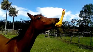 Funniest Horses 🤣  BEST Compilation of 2023 [upl. by Donica885]