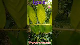 Wrightia tomentosa for bonsai episode 1duet bonsai gardening nature viralshort [upl. by Mailliw597]