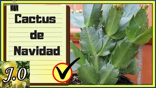 🌟 Cuidados del Cactus de NAVIDAD 🌵 Schlumbergera truncata un cactus ATÍPICO [upl. by Kieryt]