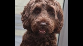 Australian Labradoodle Puppy doing Tricks [upl. by Thorwald]