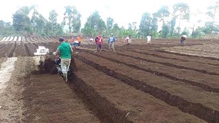 Cara Menutup Pupuk dengan Mesin Cultivator QUICK Cakar Baja [upl. by Papp]