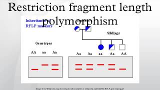 Restriction fragment length polymorphism [upl. by Weed35]