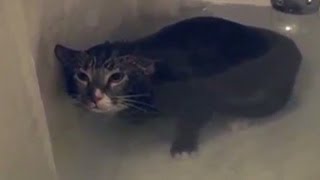 Distraction Cat meows in water [upl. by Liscomb]