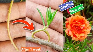 grafting multicolor Portulaca grandifloramoss rose plant [upl. by Deragon]