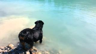 Rottweiler swimming [upl. by Johanna]