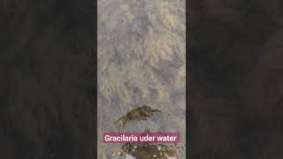 Gracilaria a red algae largest source of agar agar under water [upl. by Nauqyt]